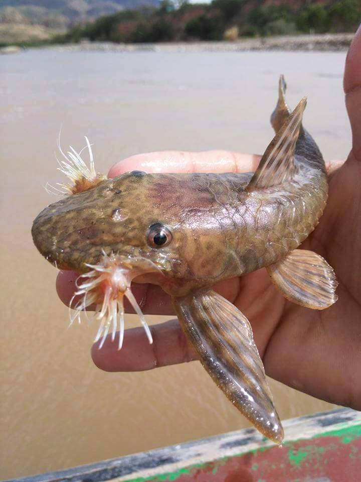 Peces rescatados Quimbo